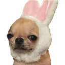 TCC_BunnyDog Discord emoji