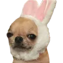 TCC_BunnyDog TCC_BunnyDog