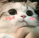 animal_kotik1_FSoftware