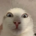 gellnj