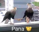 pana