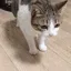 catfelldownforever