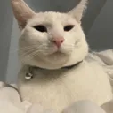 theodore