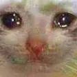 moldysadcat