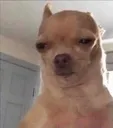 dawg