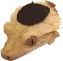 shalomander