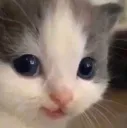 catsmirk catsmirk