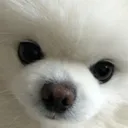 umirusdoggostare3