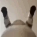 dino2