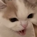 fmiruscatdisgust