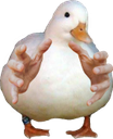 duckgrab duckgrab