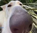 Jewdog