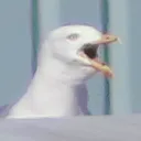 seagull