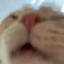 FD_cat_lick