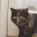 critterwhattheactualfuck