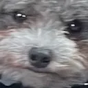 disapprovingteddy