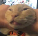 seeloghhhg