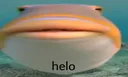helo
