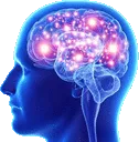 bigbrain