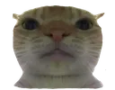 cat_serio Discord Emoji