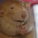 evil evil