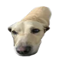 sunnylog