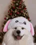 whatdadogdoin