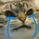 seiiki_cattocry Discord Emoji