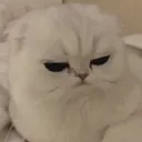 seiiki_cattopissed Discord Emoji