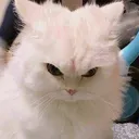 seiiki_cattomad Discord Emoji