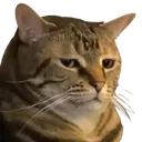 JudgeCat