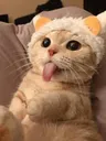 cattounge