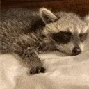 TPtired