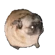 a_dancingpug