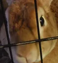 Cinnamon Cinnamon