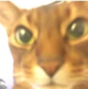 catwaznow
