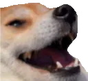 dogkeke dogkeke