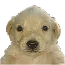 jotchua
