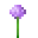 flower_allium flower_allium