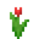 flower_tulip_red flower_tulip_red