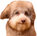coltgrice Discord emoji