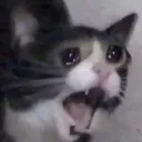 catscream