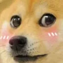 Dogo_shy