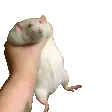 ratshake