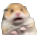 scared scared