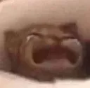CatCry