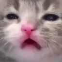 wut
