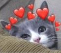 ask_kedisi Discord emoji