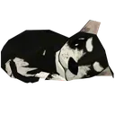 frl_sleep