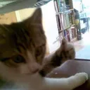 cat_ok cat_ok